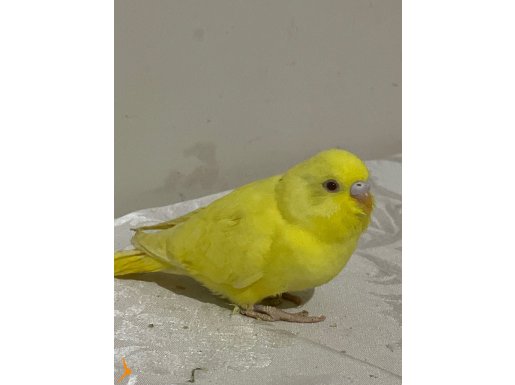 1 Aylık Lutino Muhabbet Kuşu