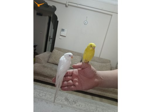 2 adet beyaz ve sarı muhabbet kuşu 