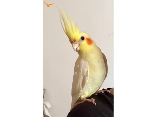 Sultan papağanı 6 aylık 