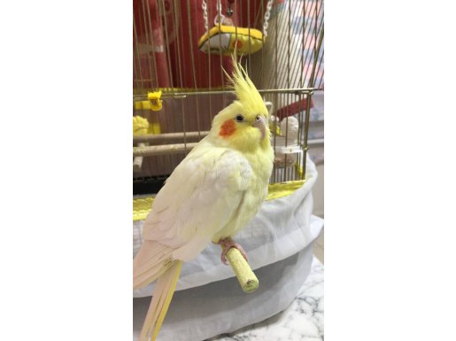 Evcil Lutino Sultanımız