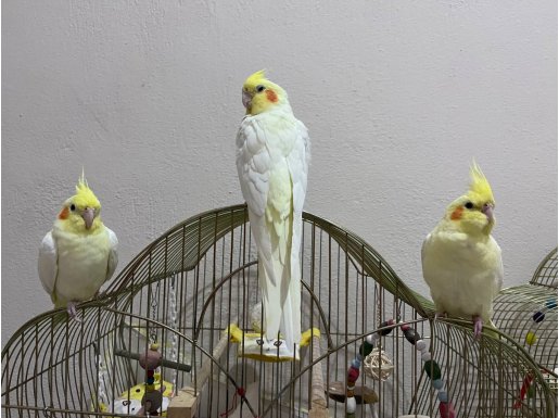 Cana yakın sultanlar (açıklamayı okuyun)