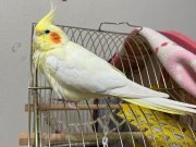 Evcil lutino sultan papağanı yavrularımız