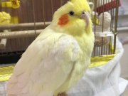 Evcil Lutino Sultanımız