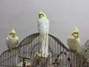 Cana yakın sultanlar (açıklamayı okuyun)