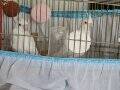 4 aylık albino sultan dişi erkek