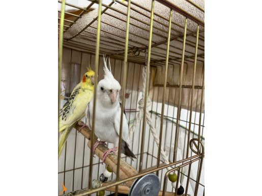 Takım Sultan Papağanı 