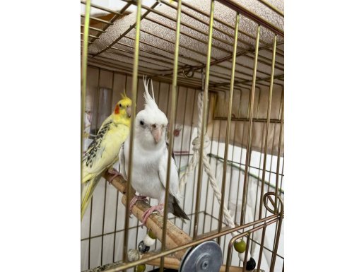 Hobiyi bıraktığım için..