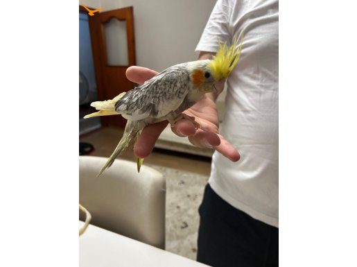 Yeni yeme düşmüş ısırmaz ele alışkın yerli bakıcı kuşlardır 