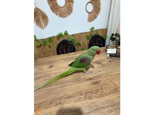 FULL EVCİL ISIRMAZ 1 YAŞINDA EĞİTİMLİ KONUŞMAYA BAŞLADI