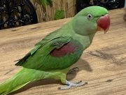 FULL EVCİL ISIRMAZ 1 YAŞINDA EĞİTİMLİ KONUŞMAYA BAŞLADI