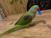 ALEKSANDER PAPAĞANI FULL EVCİL  BÜYÜK BOY KAFESİYLE BERABER 