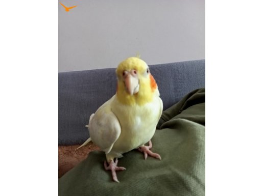 Minik Alışık Sakin Mizaçlı Kız 