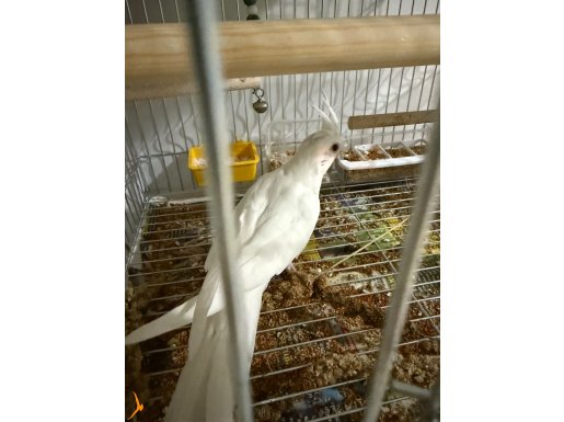 Sultan Papağanı Saf Kan Albino
