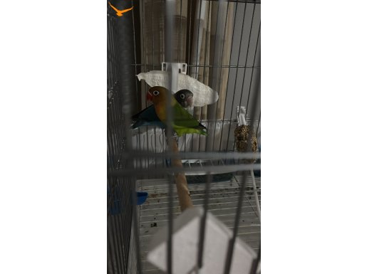 Oyuncu cennet papağanı