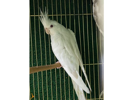 Albinolar2500 Wifi pied 2000