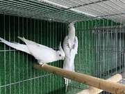 Üretimi bırakıyorum çalışan kuşlar 
