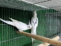 Üretimi bırakıyorum çalışan kuşlar 