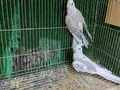 Üretimi bırakıyorum çalışan kuşlar 
