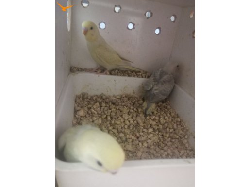 Yeme yeni düşen Rainbow Muhabbet kuşları