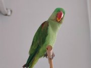 Yarı evcil İskender papağanı 
