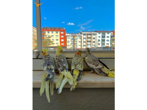 Ev Üretimi Sultan Papağanı Yavruları 5&3.5 Aylık İstanbul