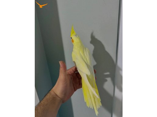 EV ÜRETİMİ SAĞLIKLI SULTAN PAPAĞANI YAVRUSU LUTİNO