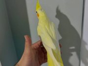 EV ÜRETİMİ SAĞLIKLI SULTAN PAPAĞANI YAVRUSU LUTİNO