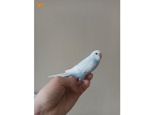 YENİ YEME DÜŞMÜŞ ÇOK UYSAL RENK GÜZELİ YAVRU MUHABBETLER