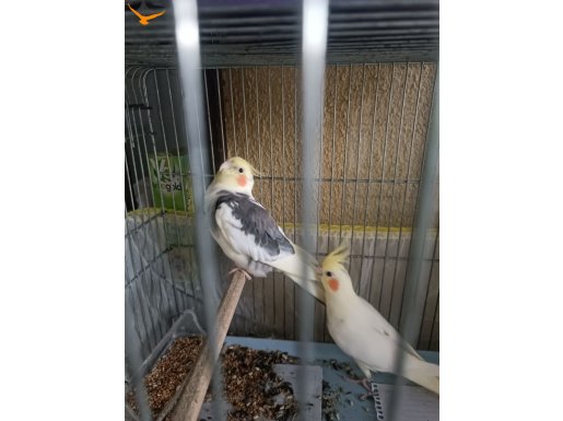 Erkek ve dişi verilecektir