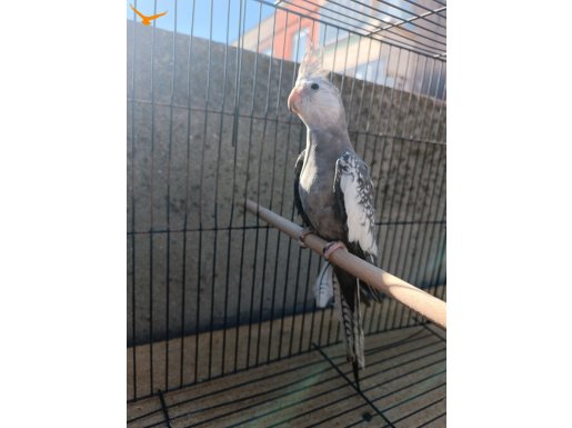 Wf Pied Pearl Kızgın Hazır Erkek 