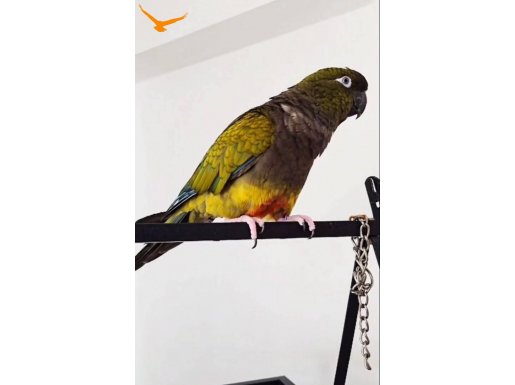 Patagonya papağanı 