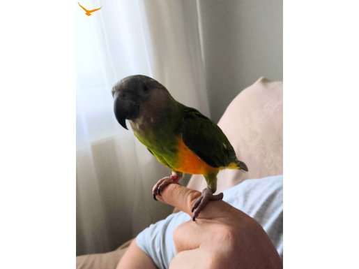 Senegal Papağanı 