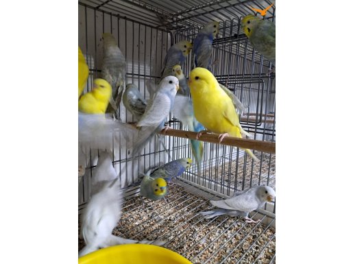 Yavru ve yetişkin muhabbet kuşları 
