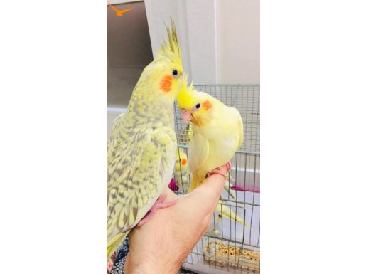 45 günlük sultan papağan yavruları