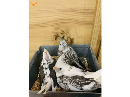 Yeni yeme düşen 40 günlük sultan papağan yavrular