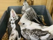 Yeni yeme düşen 40 günlük sultan papağan yavrular