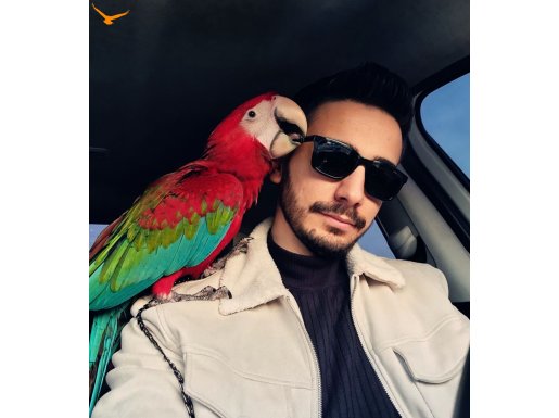 Kırmızı macaw papagan