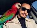 Kırmızı macaw papagan