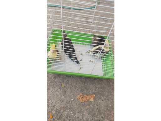 6 yavru yeni sahiplerini bekliyor 