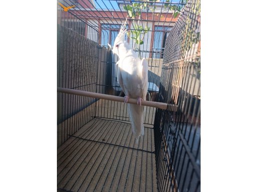 Albino Sultan Papağanı Yavru 