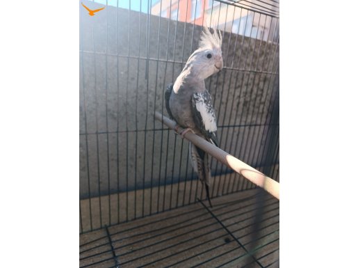 WF Pied 8 Aylık Kızgın Erkek 