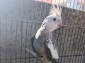 WF Pied 8 Aylık Kızgın Erkek 