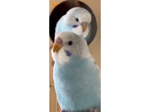 Spangle yavrular Bu yavrular kaçmaz ev üretimi 