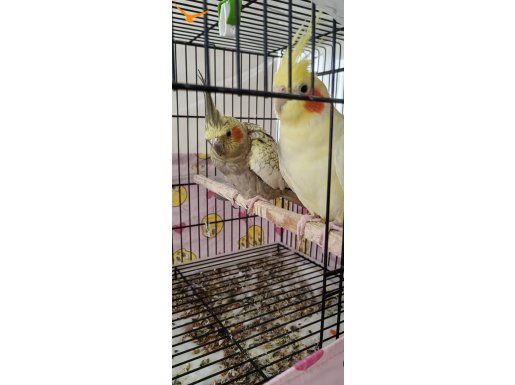 Eş takım 2 yavrusu ve 5 yumurtası var EKSTRALAR DAHİL