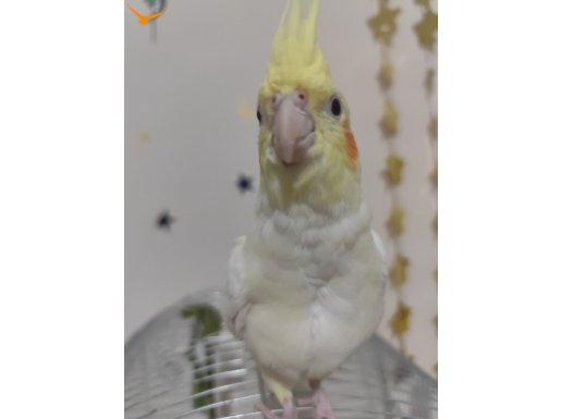 Limon yeni sahibini arıyor 