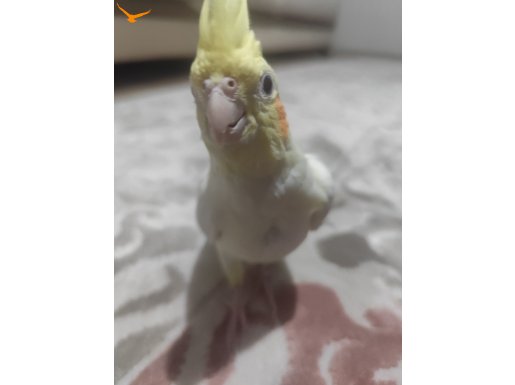 Limon sahibini arıyor 