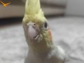 Limon sahibini arıyor 