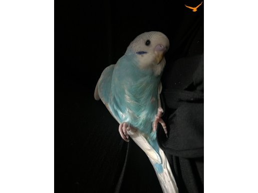 YAVRU MUHABBET KUŞU ERKEK 4 AYLIK