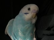 YAVRU MUHABBET KUŞU ERKEK 4 AYLIK