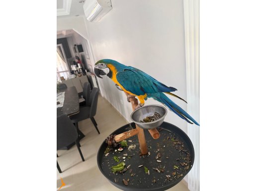 MACAW FULL Evcil El Besleme oyuncu